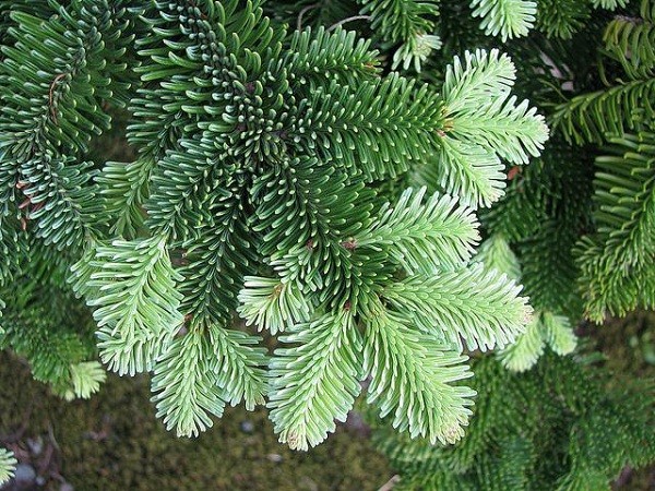 Balsam fir: photo and description