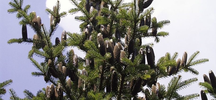 Balsam fir: photo and description