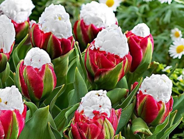 Banana tulip Ice Cream: description, planting and care, reviews, photos