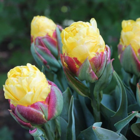 Banana tulip Ice Cream: description, planting and care, reviews, photos