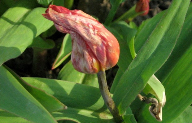 Banana tulip Ice Cream: description, planting and care, reviews, photos