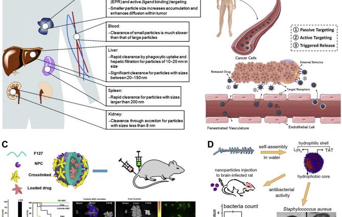 Banned peptides can destroy cancer