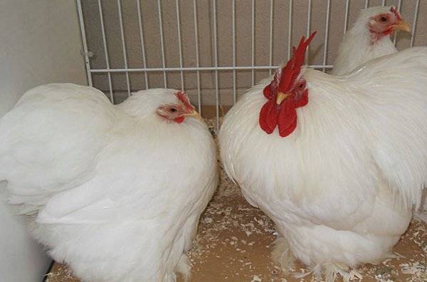 Bantam chicken breed