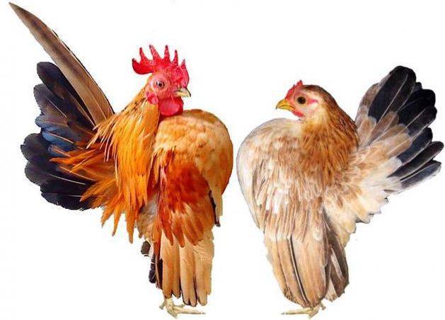 Bantam chicken breed