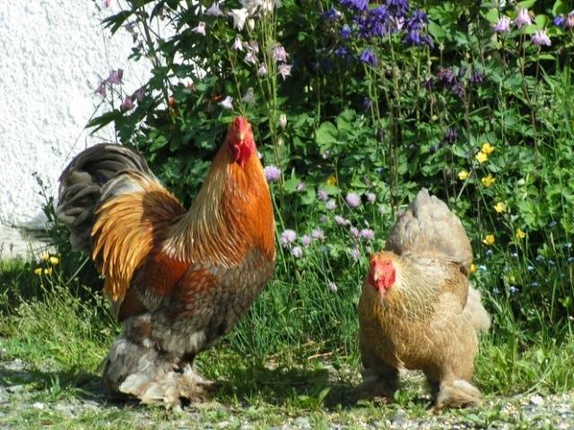 Bantam chicken breed