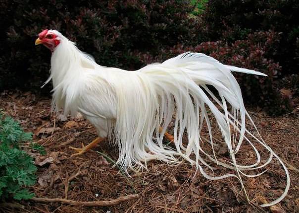 Bantam chicken breed