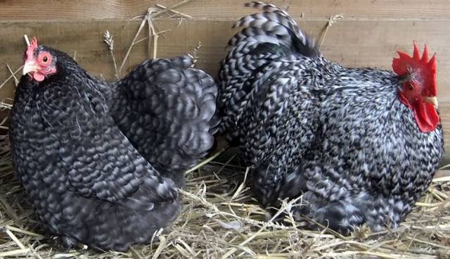 Bantam chicken breed