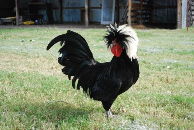 Bantam chicken breed