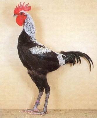 Bantam chicken breed