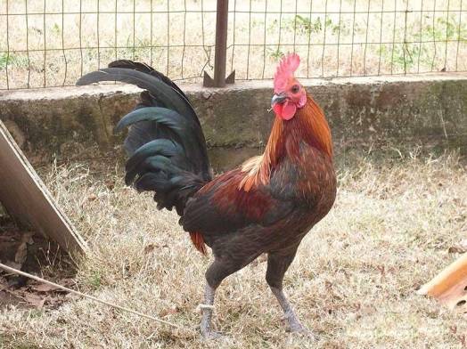 Bantam chicken breed