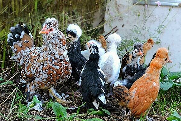 Bantam chicken breed