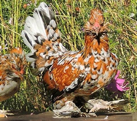 Bantam chicken breed