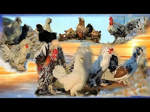 Bantam chicken breed