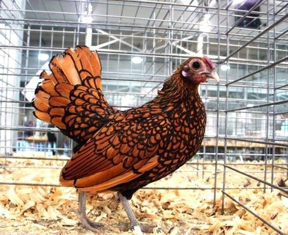 Bantam chicken breed