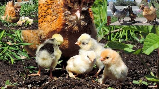 Bantam chicken breed