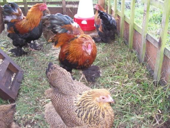 Bantam chicken breed