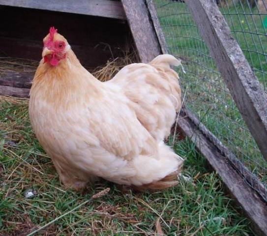 Bantam chicken breed