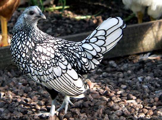 Bantam chicken breed