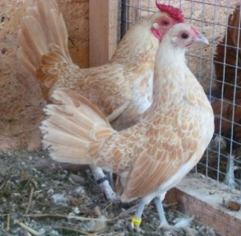 Bantam chicken breed