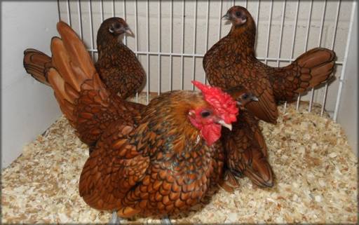 Bantam chicken breed