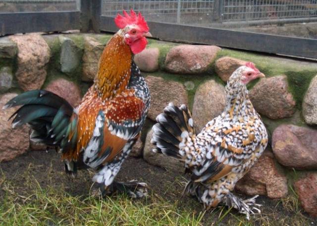 Bantam chicken breed