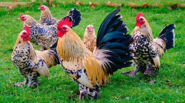 Bantam chicken breed