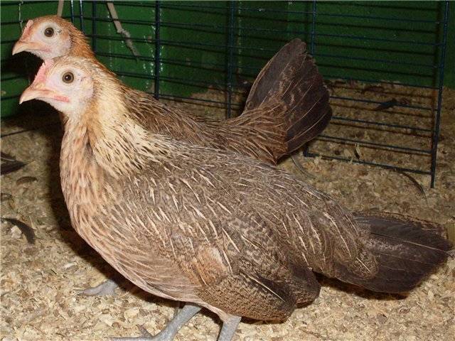 Bantam chicken breed