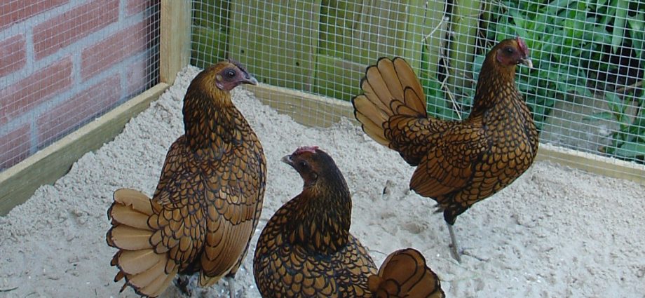 Bantam chicken breed