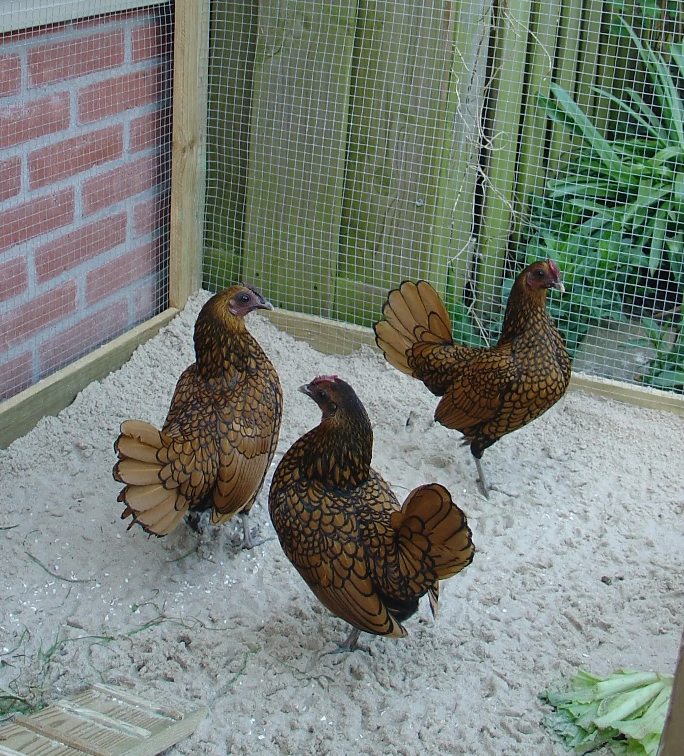 Bantam chicken breed