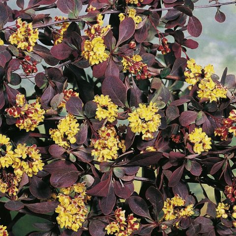 Barberry Atropurpurea (Berberis thunbergii Atropurpurea)