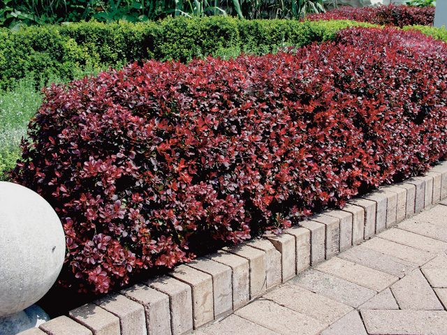 Barberry Atropurpurea (Berberis thunbergii Atropurpurea)