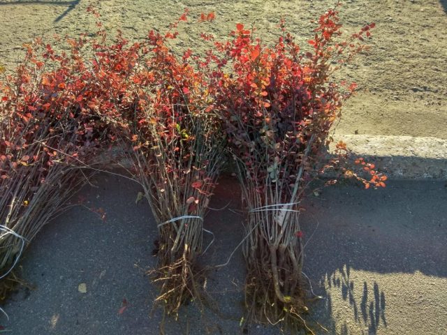 Barberry Atropurpurea (Berberis thunbergii Atropurpurea)