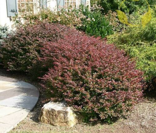 Barberry Atropurpurea (Berberis thunbergii Atropurpurea)