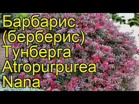 Barberry Atropurpurea (Berberis thunbergii Atropurpurea)