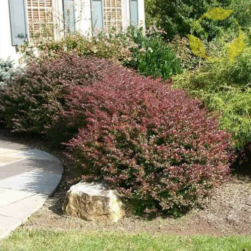 Barberry Atropurpurea (Berberis thunbergii Atropurpurea)