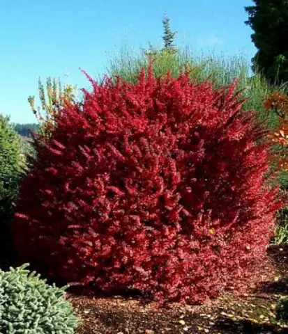 Barberry Golden Ring (Berberis thunbergii Golden Ring)