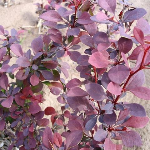 Barberry Golden Ring (Berberis thunbergii Golden Ring)