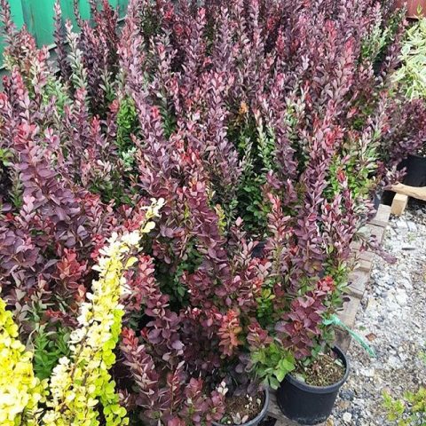 Barberry Golden Ring (Berberis thunbergii Golden Ring)