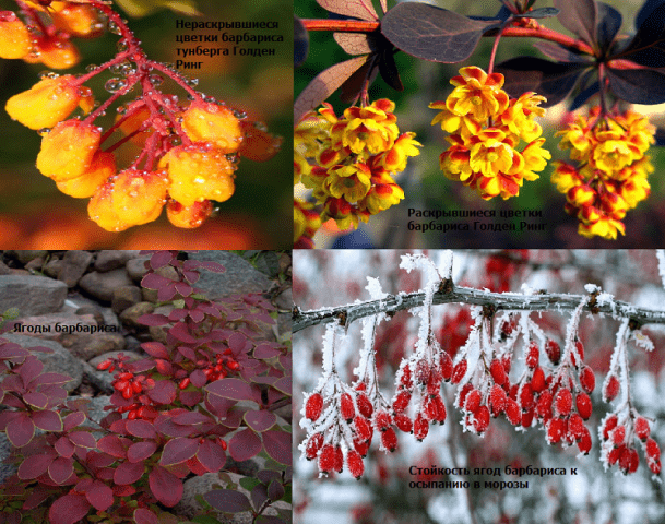 Barberry Golden Ring (Berberis thunbergii Golden Ring)