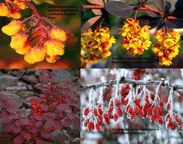 Barberry Golden Ring (Berberis thunbergii Golden Ring)