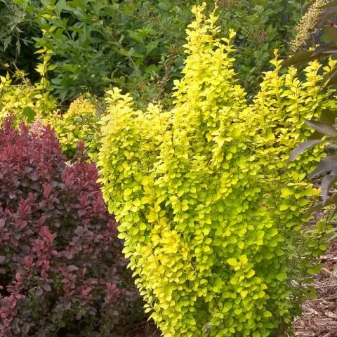 Barberry Golden Ring (Berberis thunbergii Golden Ring)