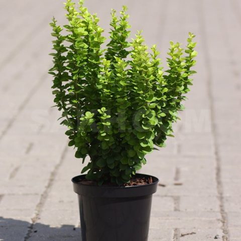 Barberry Golden Ring (Berberis thunbergii Golden Ring)