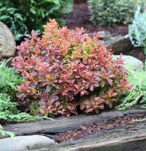 Barberry Golden Ring (Berberis thunbergii Golden Ring)