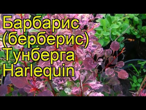 Barberry Harlequin (Harlequin): description and photo