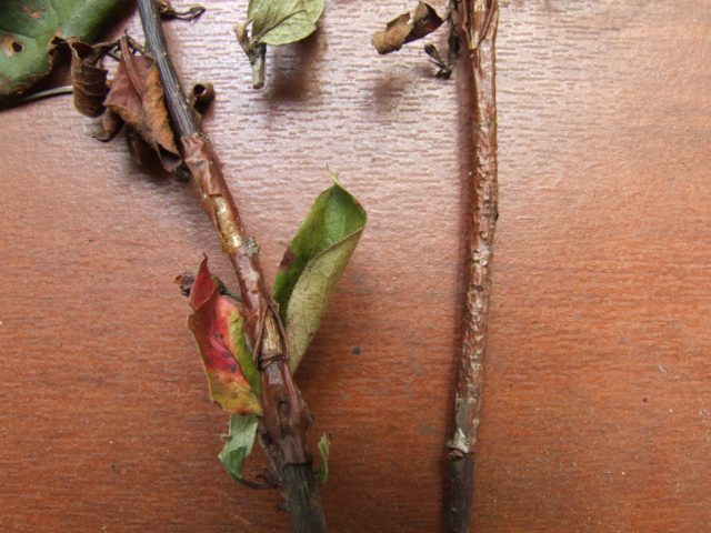 Barberry Harlequin (Harlequin): description and photo