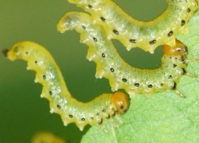 Barberry Harlequin (Harlequin): description and photo