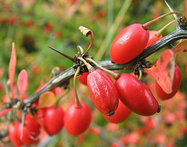 Barberry Harlequin (Harlequin): description and photo