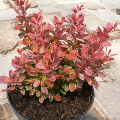 Barberry Harlequin (Harlequin): description and photo