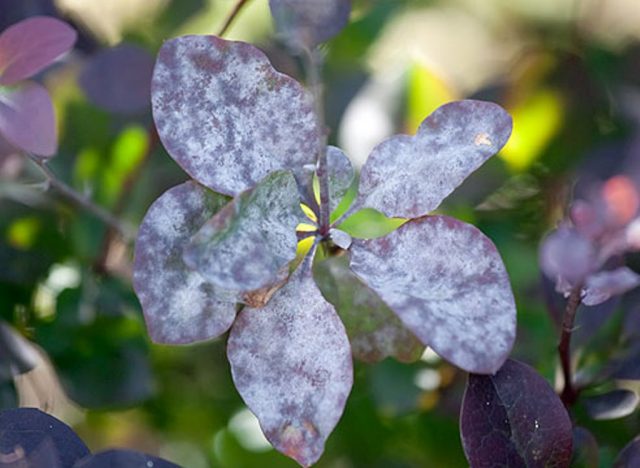 Barberry Harlequin (Harlequin): description and photo