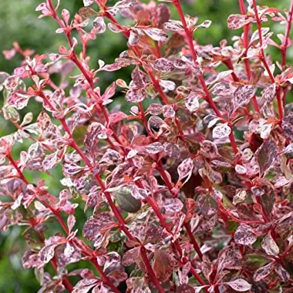 Barberry Harlequin (Harlequin): description and photo